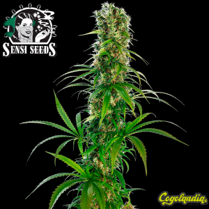 Michka Regular - Sensi Seeds Semillas de Marihuana Regulares