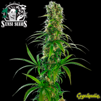 Michka Regular - Sensi Seeds Semillas de Marihuana Regulares