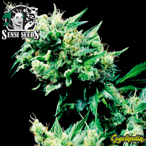 Hash Plant Regular 10 semillas