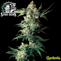 Northern Lights Regular 10 semillas