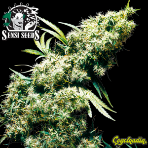 Jamaican Pearl Regular 10 semillas