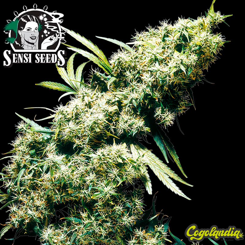 Jamaican Pearl Regular 10 semillas