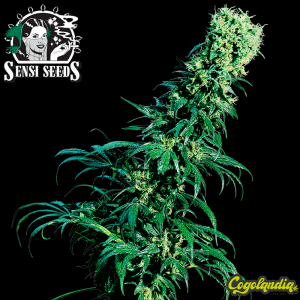 Early Pearl Regular 10 semillas