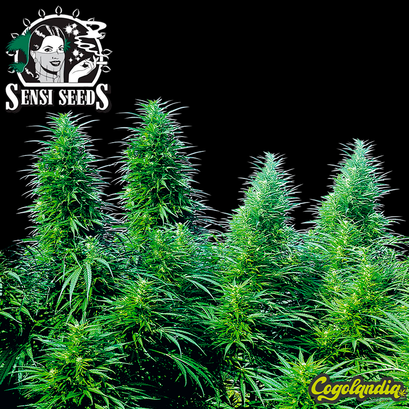 Ruderalis Skunk Regular - Sensi Seeds Semillas de Marihuana