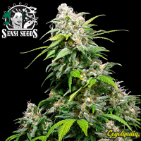 California Indica Regular - Sensi Seeds Semillas de Marihuana