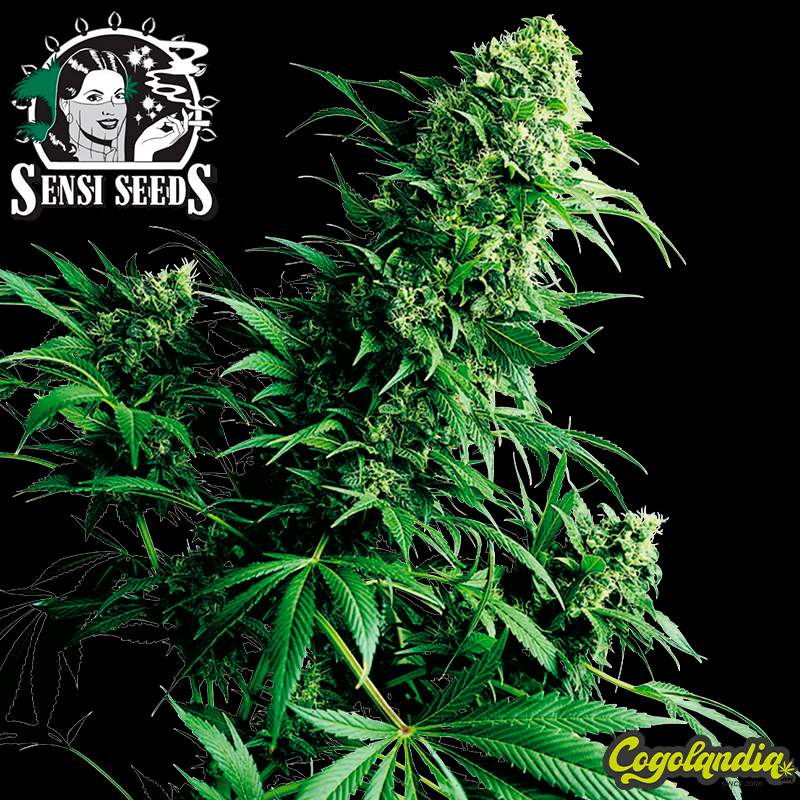 Shiva Shanti Regular 10 semillas