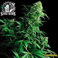 Shiva Shanti Regular 10 semillas