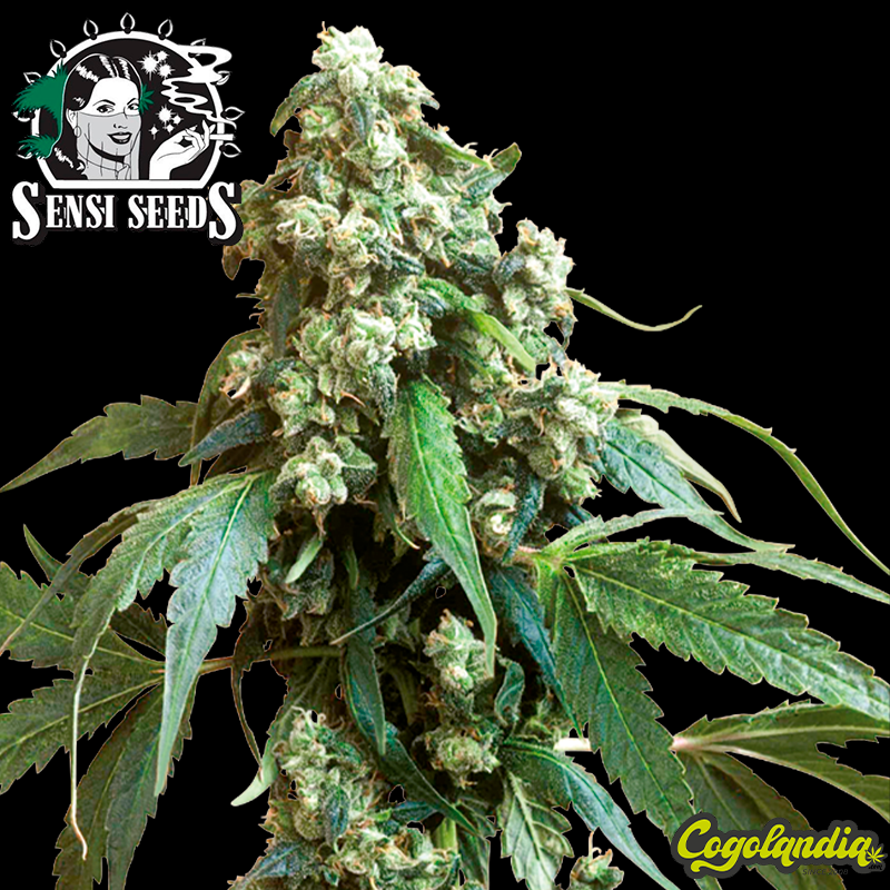 Jack Flash Regular - Sensi Seeds Semillas de Marihuana Regulares