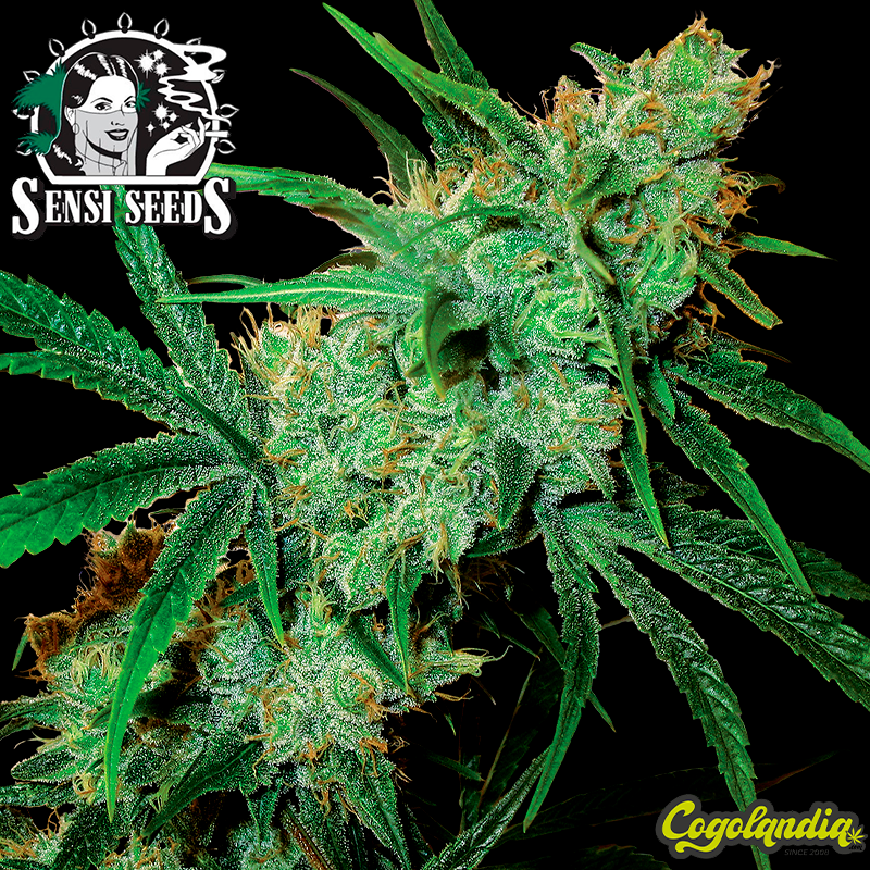 Fruity Juice Regular 10 semillas