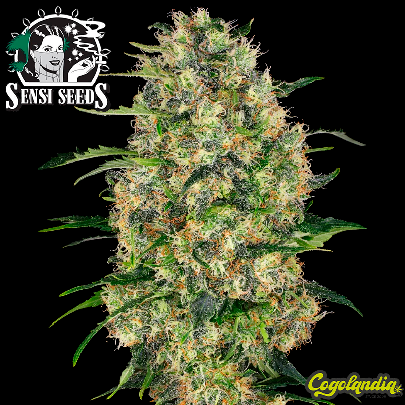 Black Domina Regular - Sensi Seeds