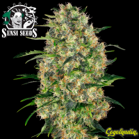 Black Domina Regular - Sensi Seeds