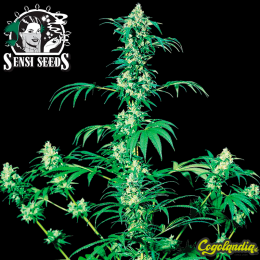 Early Girl Regular 10 semillas