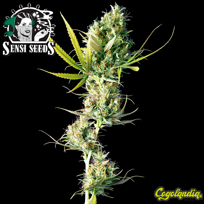 Durban Regular 10 semillas