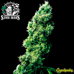 Four Way Regular 10 semillas