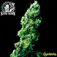 Four Way Regular 10 semillas