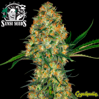 Hindu Kush Regular 10 semillas