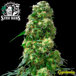 Early Skunk Regular 10 semillas