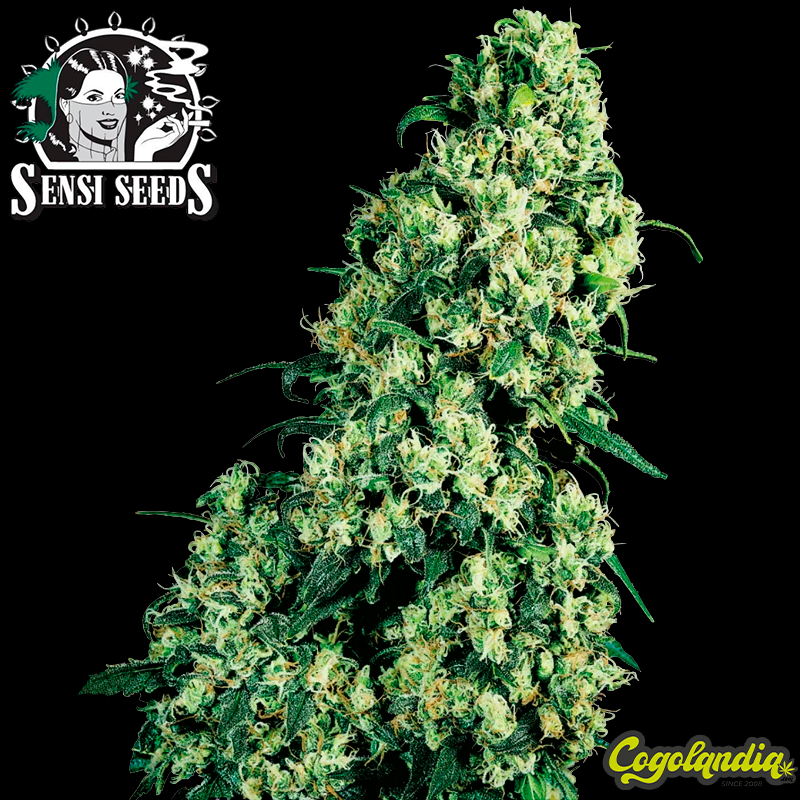 Skunk n1 Regular 10 semillas