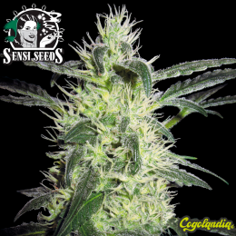 Silver Haze Regular (10 semillas)