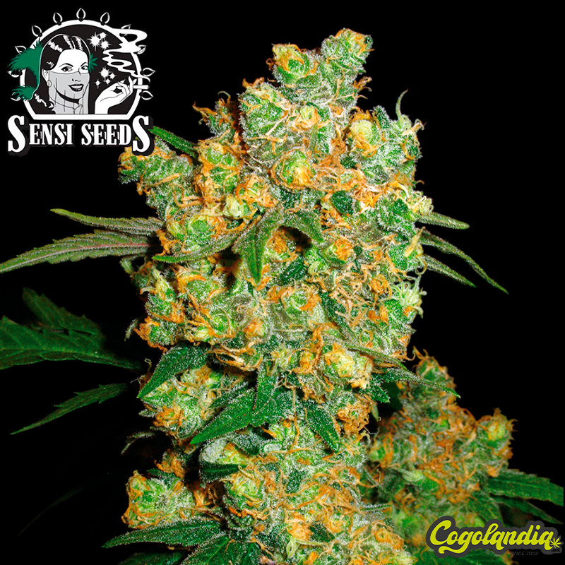 Big Bud Regular 10 semillas