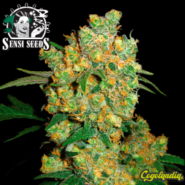 Big Bud Regular 10 semillas