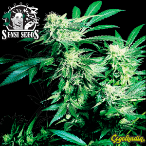 Skunk Kush Regular 10 semillas