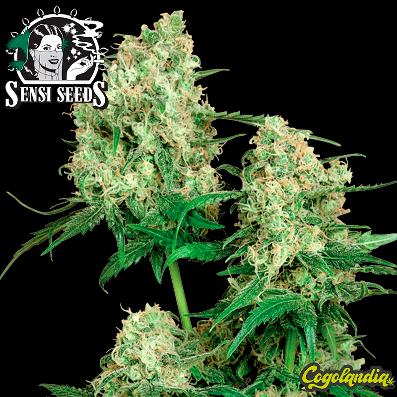 Maple Leaf Indica Regular (10 semillas)