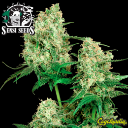 Maple Leaf Indica Regular (10 semillas)