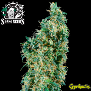 First Lady Regular (10 semillas)