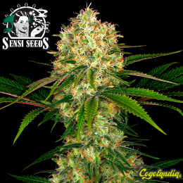 Afghani n1 Regular (10 semillas)