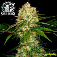 Afghani n1 Regular (10 semillas)