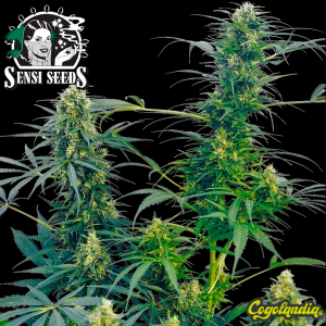 Guerrilla´s Gusto Regular (10 semillas)