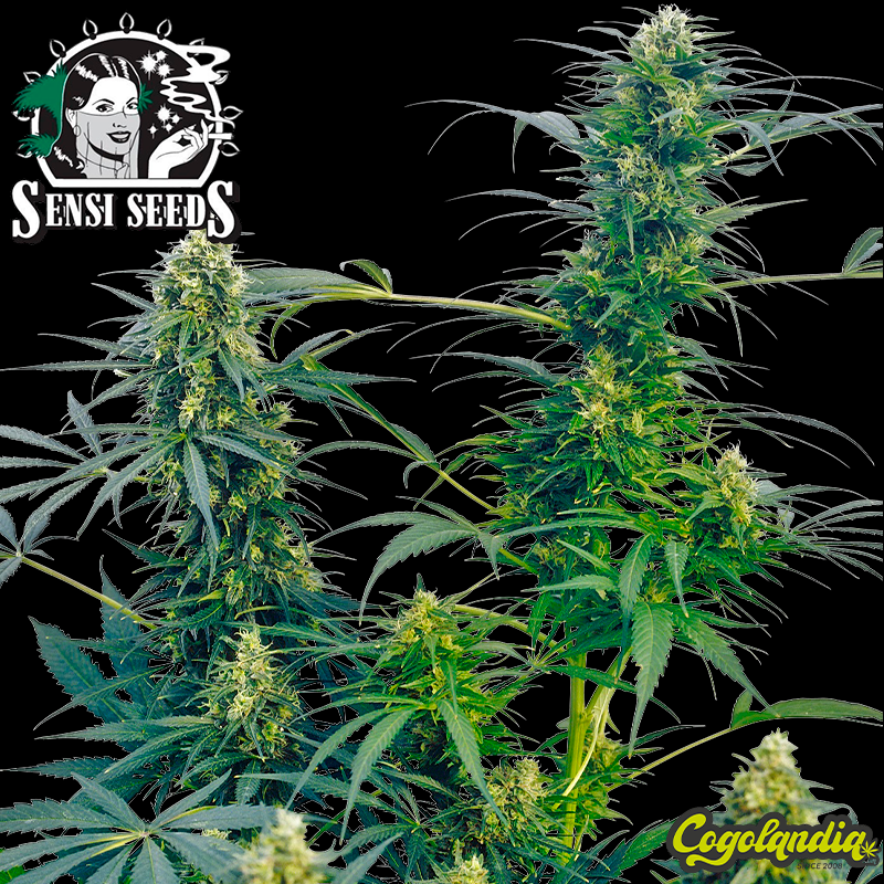 Guerrilla´s Gusto Regular (10 semillas)