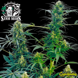 Guerrilla´s Gusto Regular (10 semillas)