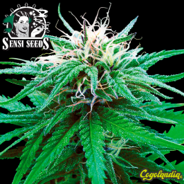 Ruderalis Indica Regular (10 semillas)