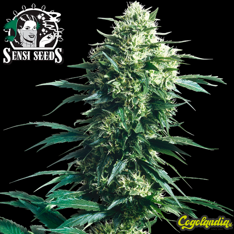Mother´s Finest Regular (10 semillas)