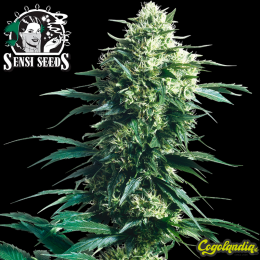 Mother´s Finest Regular (10 semillas)