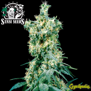 American Dream Regular - Sensi Seeds Semillas de Marihuana