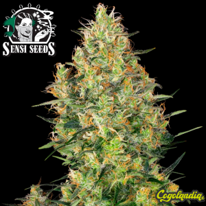 Shiva Skunk Regular - Sensi Seeds Semillas de Marihuana