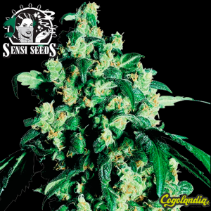 Super Skunk Regular (10 semillas)