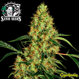 Mexican Sativa Regular (10 semillas)