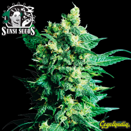 Shiva Shanti II Regular 10 semillas