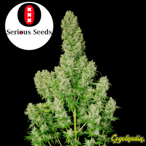 White Russian Regular