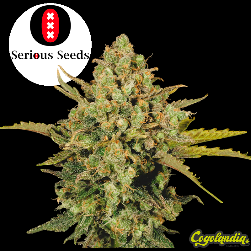 Warlock Regular - Serious Seeds Semillas de Marihuana Regulares