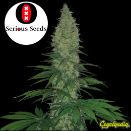 Serious Happiness Regular - Serious Seeds Semillas de Marihuana