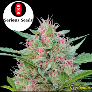 Serious 6 Regular - Serious Seeds Semillas de Marihuana