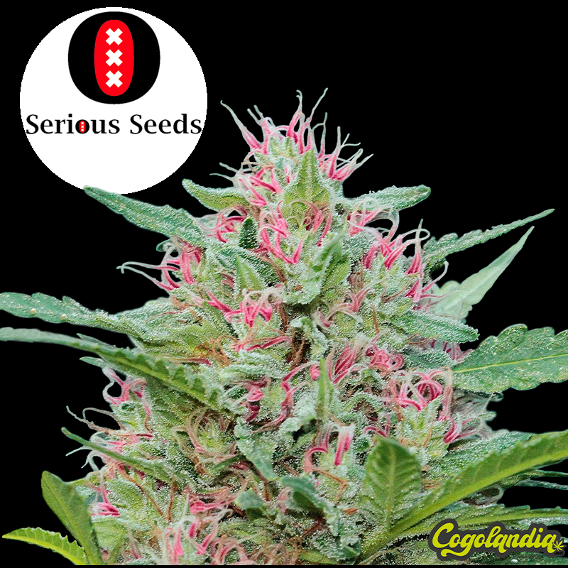 Serious 6 Regular - Serious Seeds Semillas de Marihuana