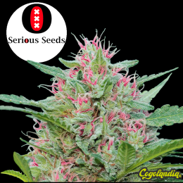 Serious 6 Regular - Serious Seeds Semillas de Marihuana