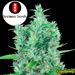 Kali Mist Regular - Serious Seeds Semillas de Marihuana