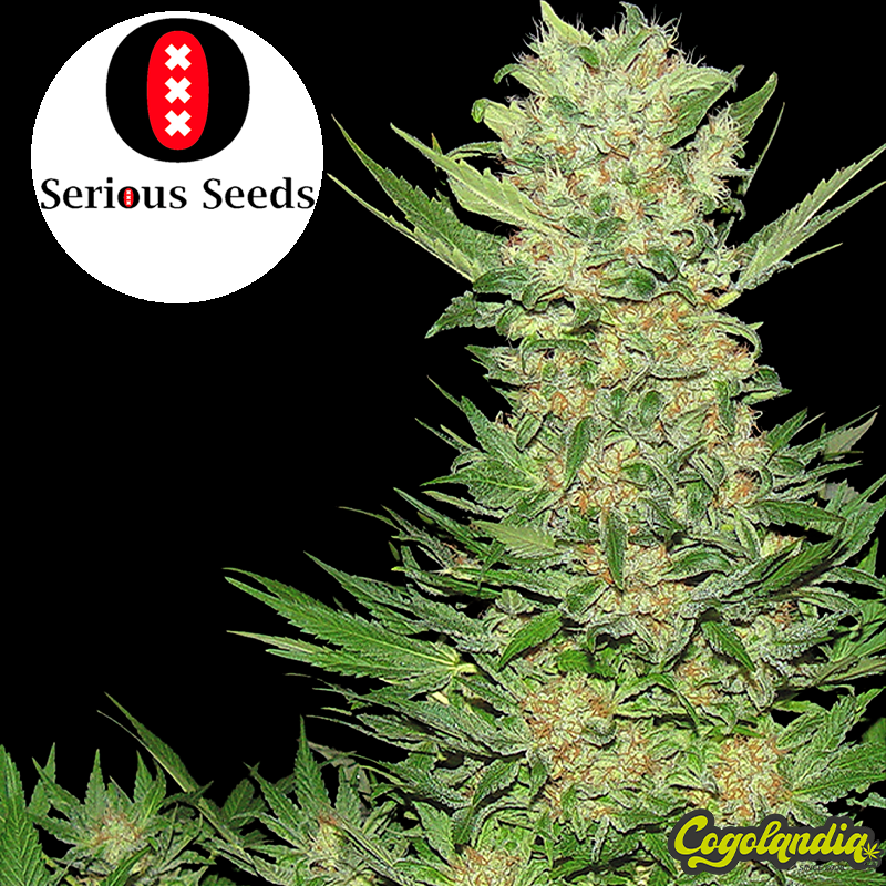 Double Dutch Regular - Serious Seeds Semillas de Marihuana